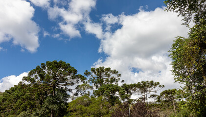 Obraz premium The beauty of the Araucária tree, the symbol of Campos do Jordão, São Paulo, Brazil.