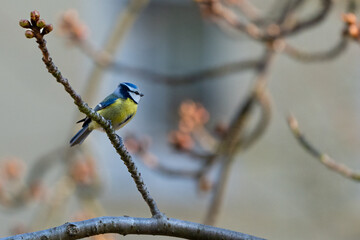 Blaumeise im Baum seitlich 