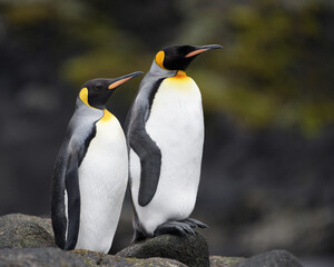 king penguin on the rocks