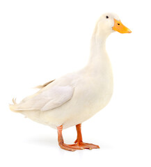 Duck on white.