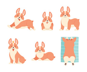 Welsh Corgi with Short Legs and Brown Coat in Different Pose Vector Set