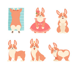 Welsh Corgi with Short Legs and Brown Coat in Different Pose Vector Set