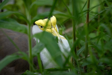 Australischer Plover im Versteck