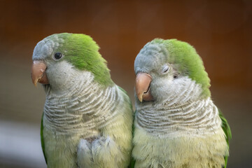 Zwei Papageien am Kuscheln 
