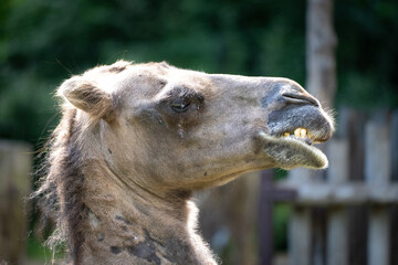 Kamel Dromedar schaut lustig 