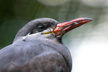 Portrait Inkaseeschwalbe 