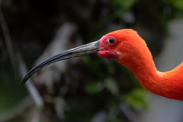 Roter Sichler im Portrait 