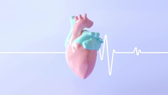 Anatomical faithful heart beats on a flat pastel background. The heart diagram is moving in the background. Creative idea of cardiology and cardiac health, medicine, pulse line