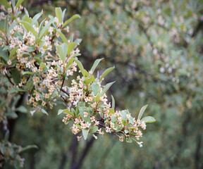 Flowering gumi branch. Natural background