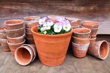 Pansy flowers in a terracotta pot and small earthenware pots on a wooden garden table.