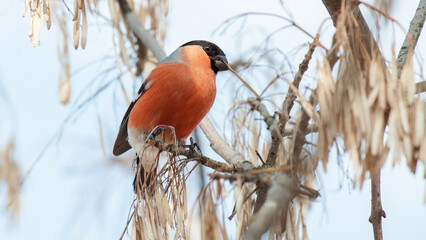 red winged blackbird