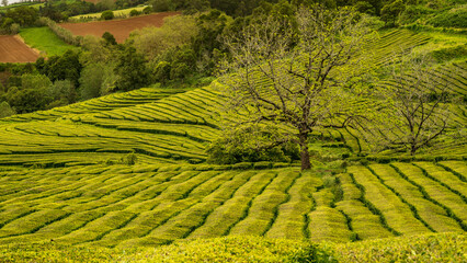 Teeplantage in der Nähe von São Brás auf der Azoren Insel São Miguel, Portugal