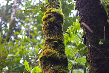 Moss on tree trunk