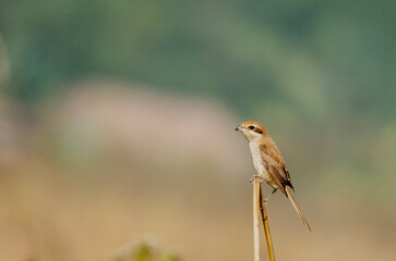 Shrike bird on a branch from Rajkandi forest sylhet Bangladesh