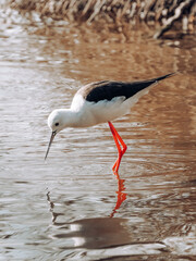 Küstenvogel im Wasser