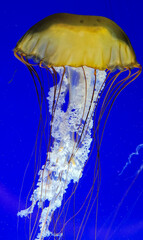 Solo Jellyfish
