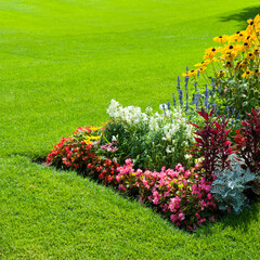 A bright flowers on the green lawn.