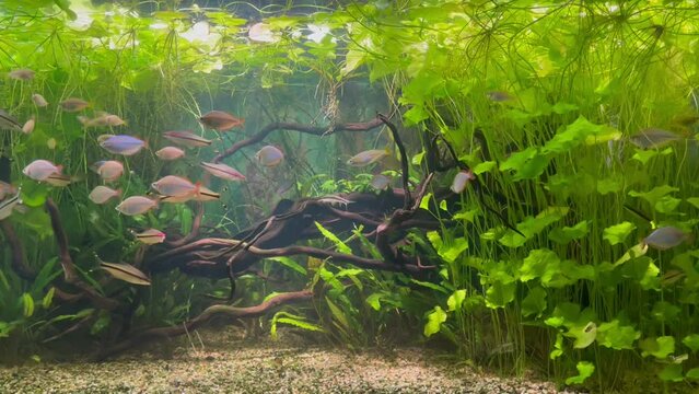 Small fish with a black stripe. Barbus in an aquarium with algae