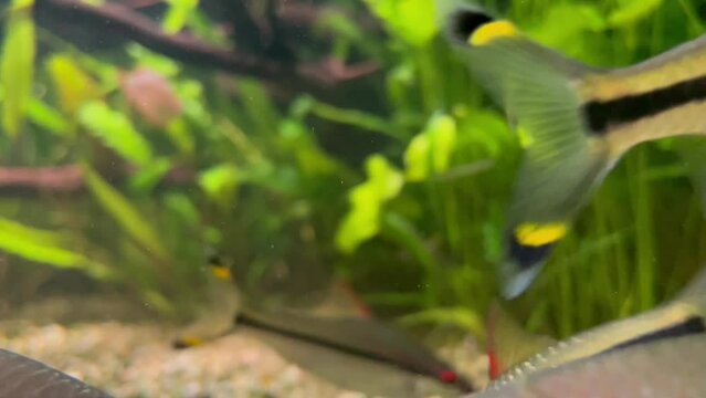 Small fish with a black stripe. Barbus in an aquarium with algae