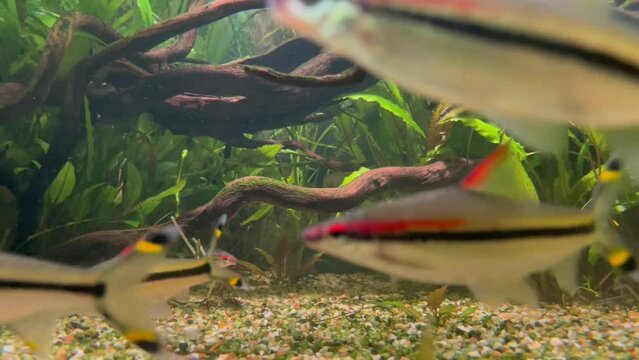 Small fish with a black stripe. Barbus in an aquarium with algae