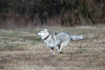Siberian husky dog in motion. Winter, day, no people, outdoor. © NikiforPix