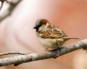 Male House Sparrow perching on a branch.