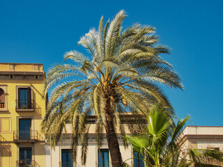 Palm tree in the city. Barcelona, ​​Spain