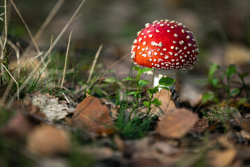 Amanita Muscaria fungo velenoso