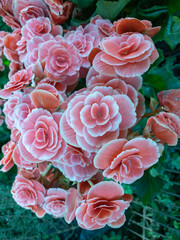 Begonia cultivar in different colors, white mixed with red or pink or orange.