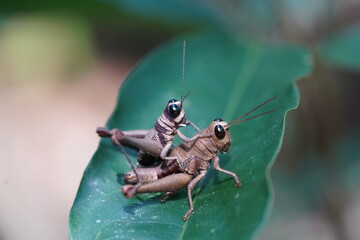 Pair of light brown grasshopper Tribus Ommatolampidini, subfamily Ommatolampidinae, in Amazon...