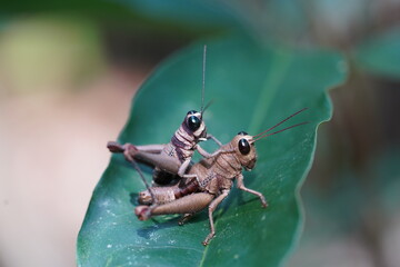 Pair of light brown grasshopper Tribus Ommatolampidini, subfamily Ommatolampidinae, in Amazon rainforest near the village Solimoes, state of Para, Brazil.