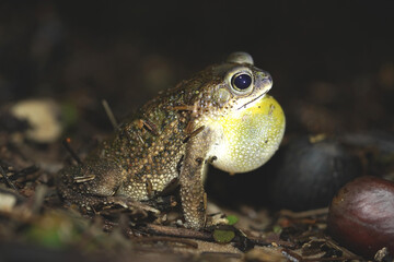 Rhinella Cane Toad with inflated subsonic resonant bladder looking for a mate at night on the banks...