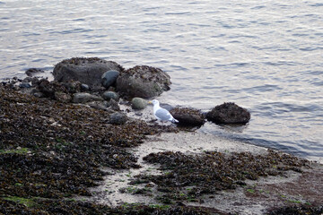 Seagull sitting on rocks in the water