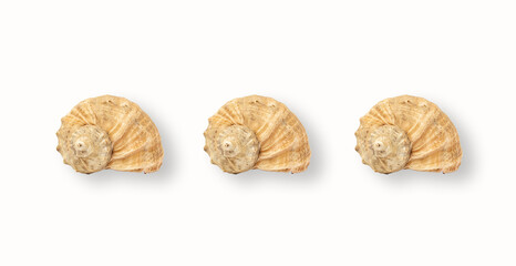 Shells on white background, minimalist banner