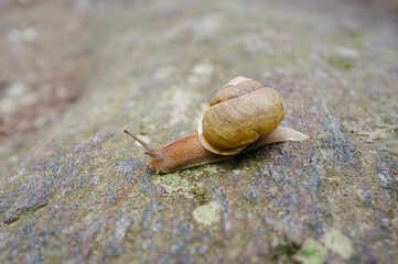 Snail