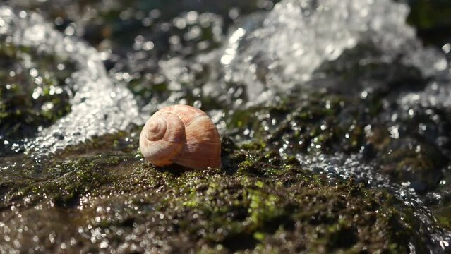 Sunny snail shell closeup with stream river in the background. Dolly slider used. Slow motion.