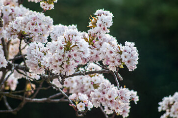 tree blossom