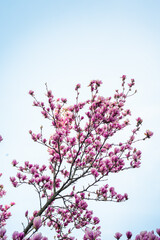 wonderful ping blossom of the magnolia tree, announcing long awaited beginning of the summer, making parks and outdoors way prettier, europe, croatia 