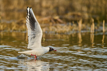 Seagulls over the lagoon in Poland.