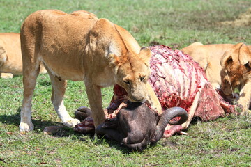 Lioness chewing on buffalo head, lion cub feeding on the carcass