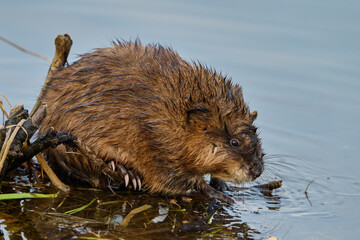 Muskrat on the lake in spring.
