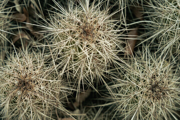 Closeup photo of Strawberry Hedgehog Cactus in Boynton Canyon Sedona.