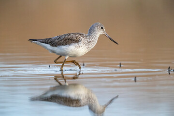 Waders or shorebirds, the common greenshank (Tringa nebularia).
