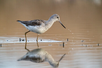 Waders or shorebirds, the common greenshank (Tringa nebularia).