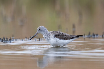 Waders or shorebirds, the common greenshank (Tringa nebularia).