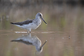 Waders or shorebirds, the common greenshank (Tringa nebularia).