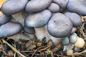 Blue oyster mushrooms (pleurotus ostreatus) - obrazy, fototapety, plakaty