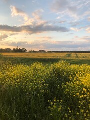 Obraz premium sunset over the field