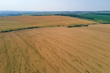 Obraz premium Aerial landscape view of yellow cultivated agricultural field with ripe wheat on bright summer day