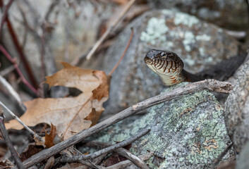 Large northern water snake exiting her den hole after a long winter.  -Massachusetts 